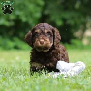 Milo, Cockapoo Puppy